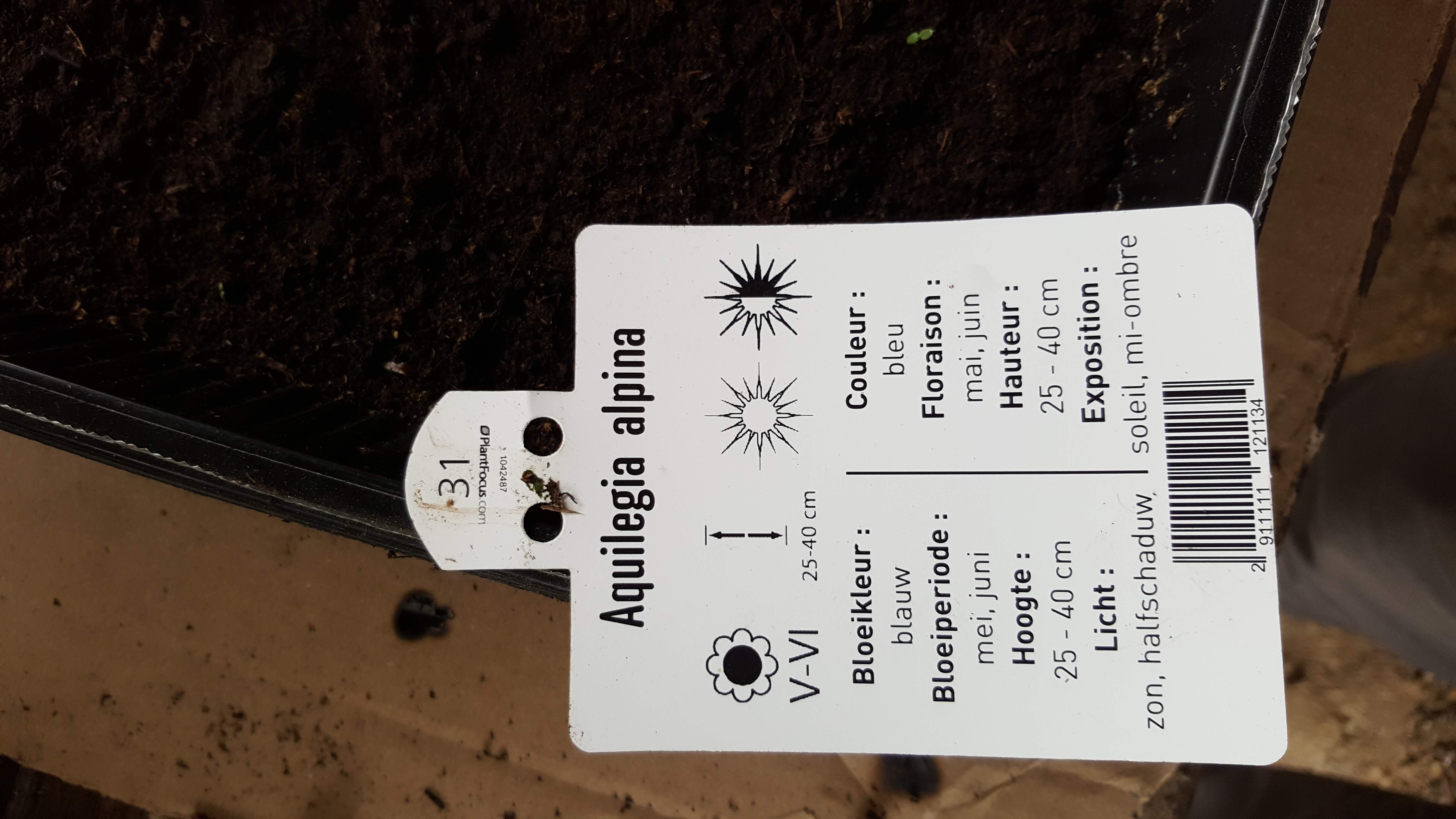 aquilegia alpina2.jpg